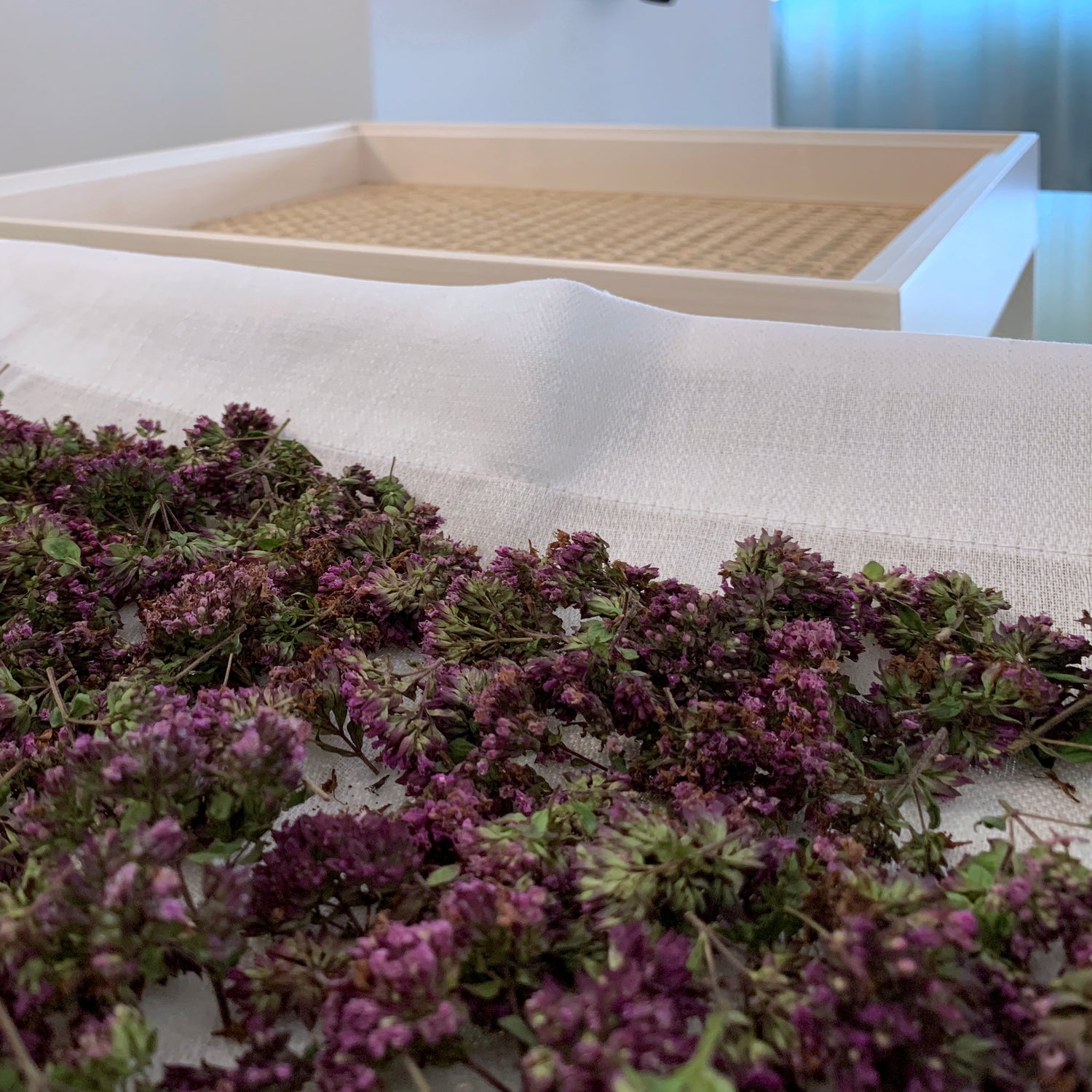 Kräuter trocknen, Gestelle zum Kräuter trocknen, Trockenrahmen, Trockengestelle, natürliches Trocknen von Blüten und Heilkräutern, Design Regal, Design Schatulle, Ordnungskisten, Holzkiste, Stapelregal, Nussbaum Regal, Rattan Regal,