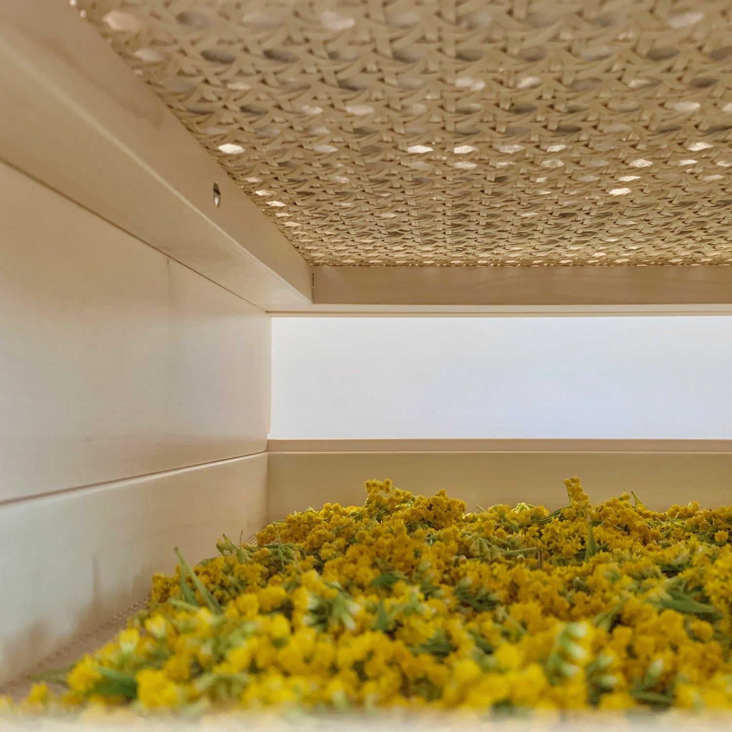 Kräuter trocknen, Gestelle zum Kräuter trocknen, Trockenrahmen, Trockengestelle, natürliches Trocknen von Blüten und Heilkräutern, Design Regal, Design Schatulle, Ordnungskisten, Holzkiste, Stapelregal, Nussbaum Regal, Rattan Regal,